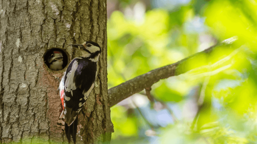 Pivert sur un arbre dans un jardin