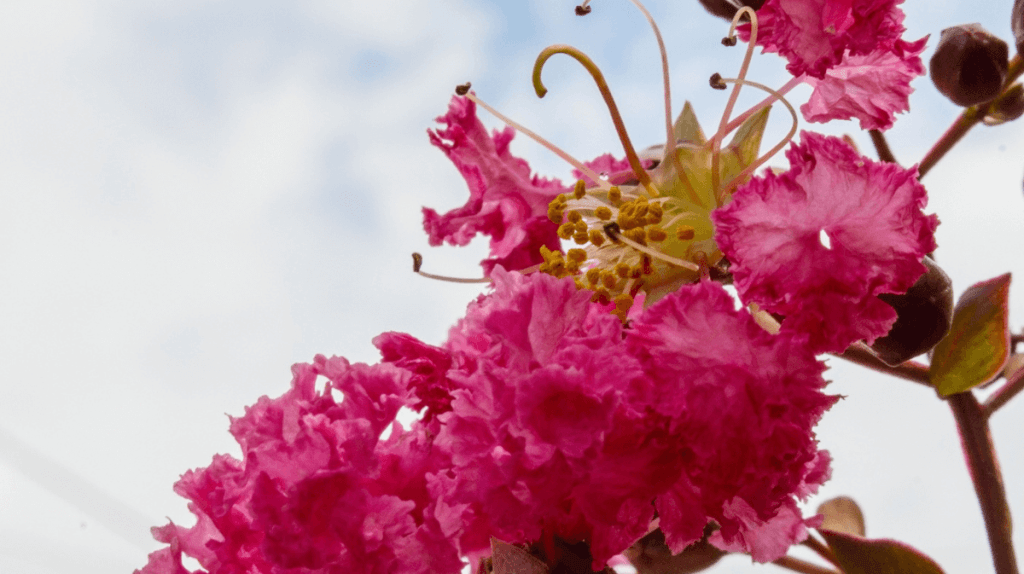 Lilas des indes