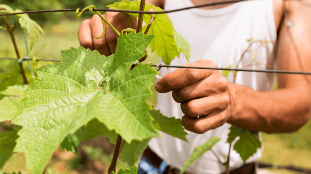 bouture vigne