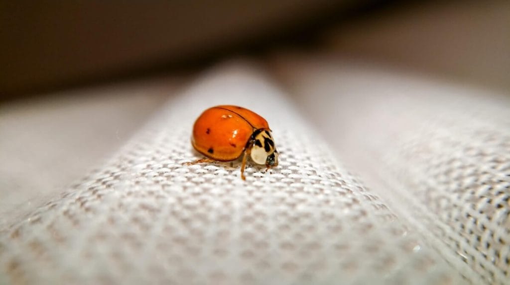coccinelle dans la maison