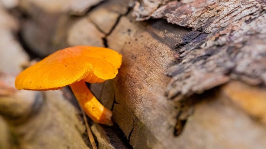 Champignon orange sur bois mort