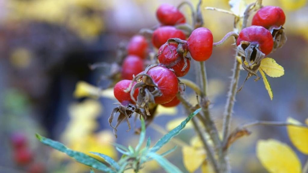 Églantine fruit en e