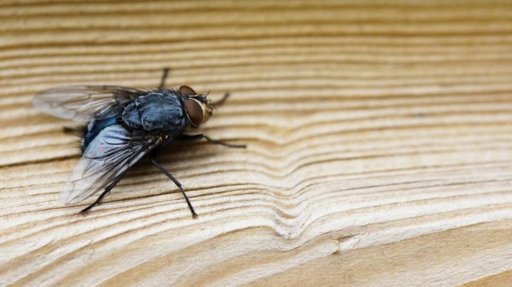Pupe de mouche dans la maison