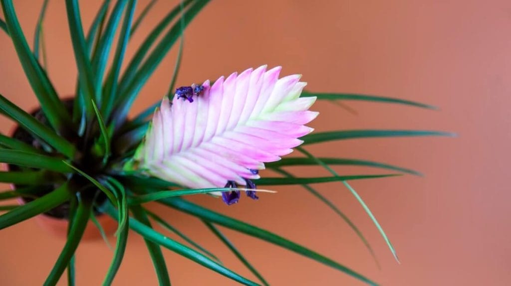 Tillandsia cyanea