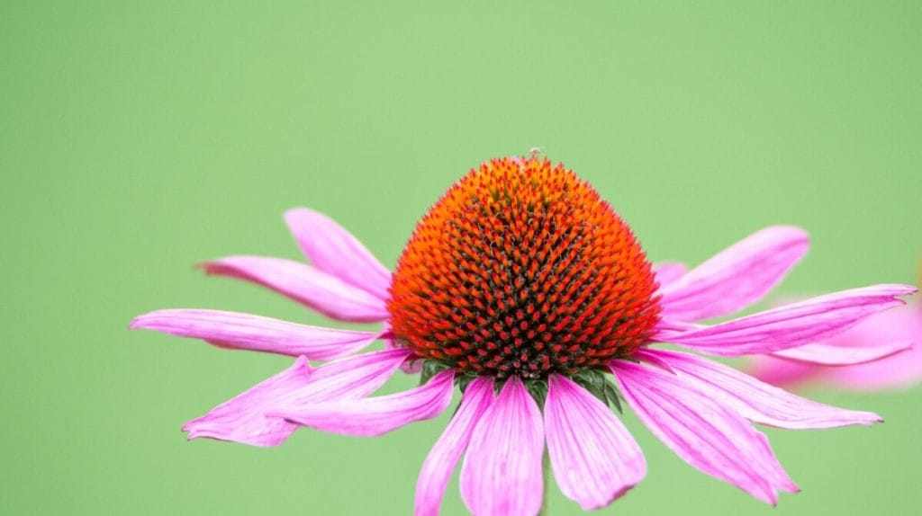 fleur en e Échinacée