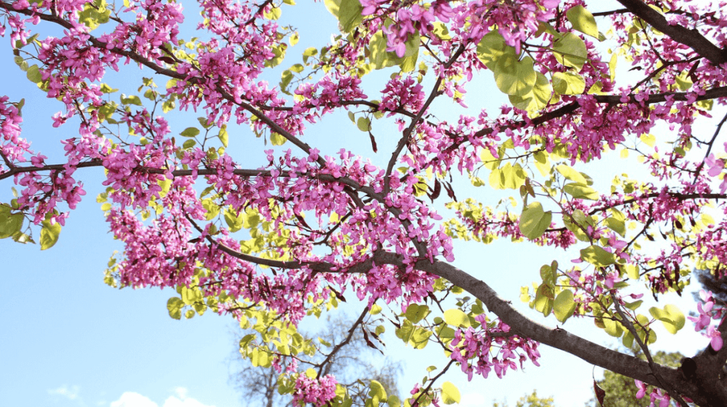 Arbre de Judée