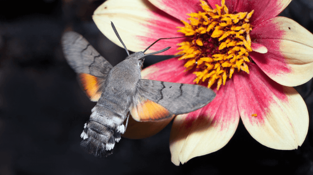 Papillon colibri