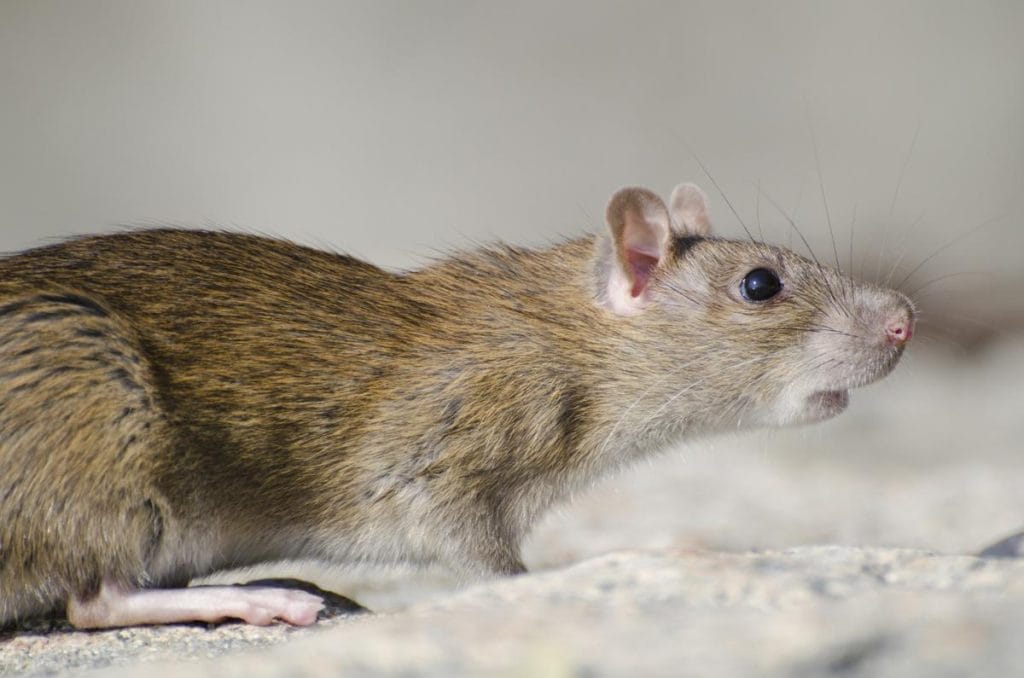 crottes de rat