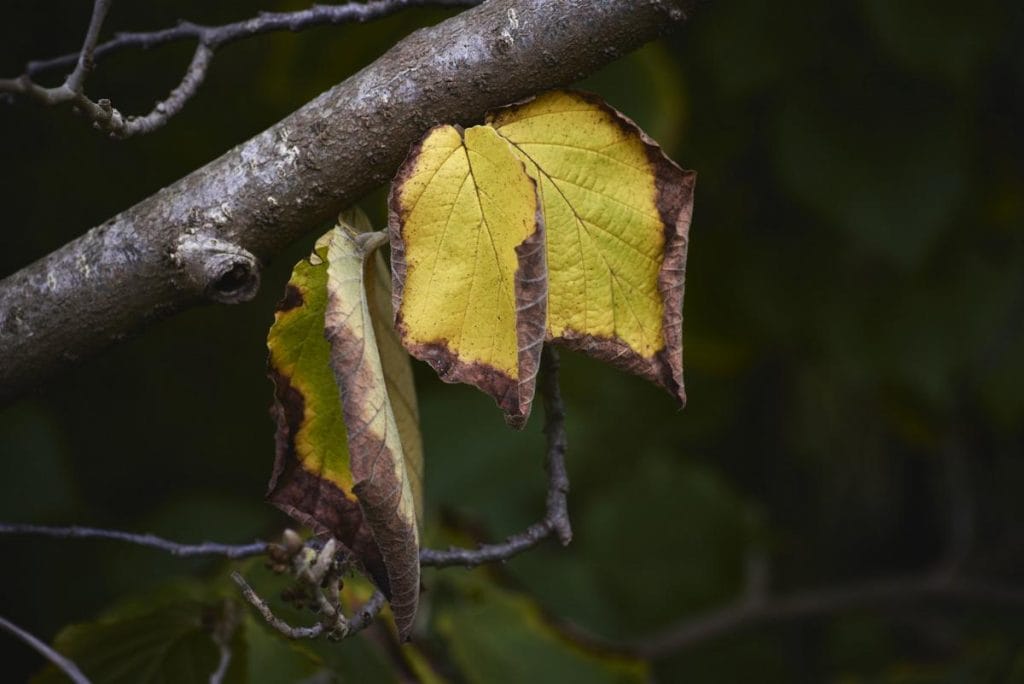 faut il couper le bout des feuilles marron
