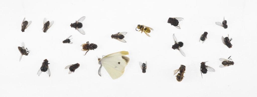 minuscule insecte noir tres petit