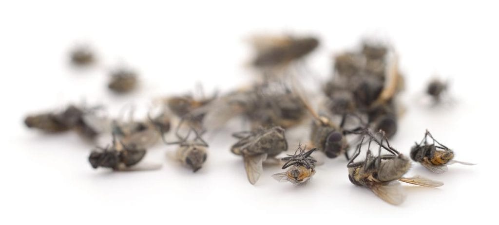 mouche dans la maison signification