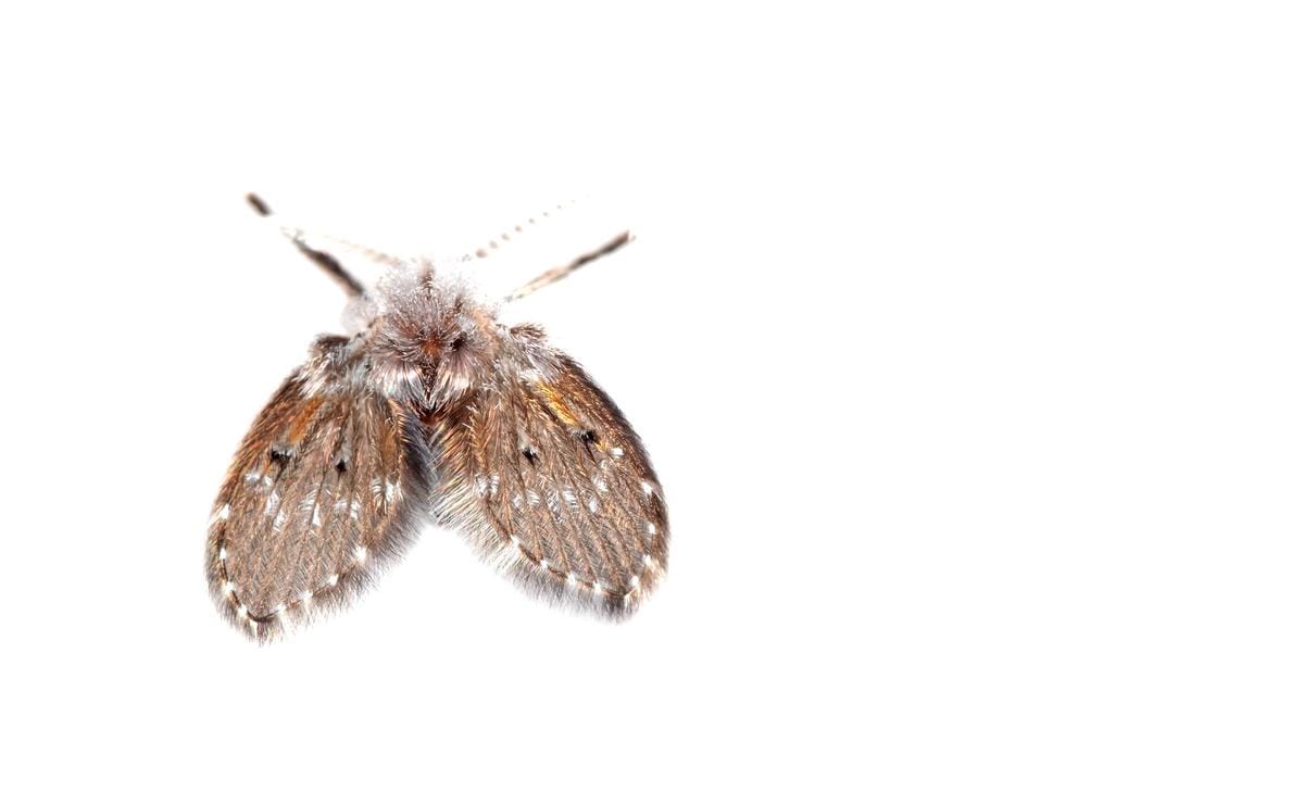 petit insecte blanc maison