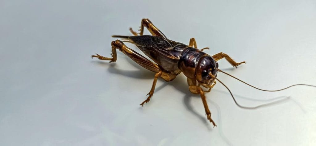 petit insecte marron maison