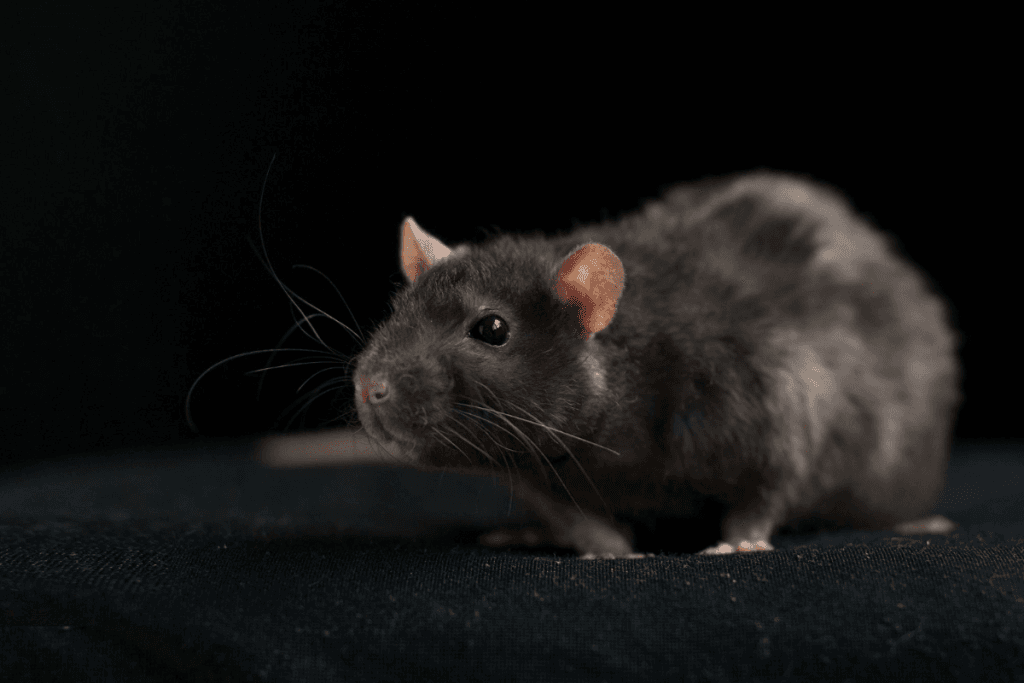 lutter contre rat maison