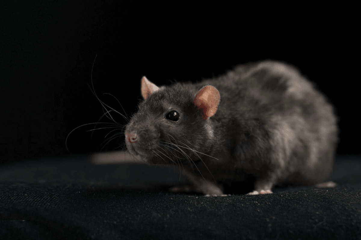 lutter contre rat maison