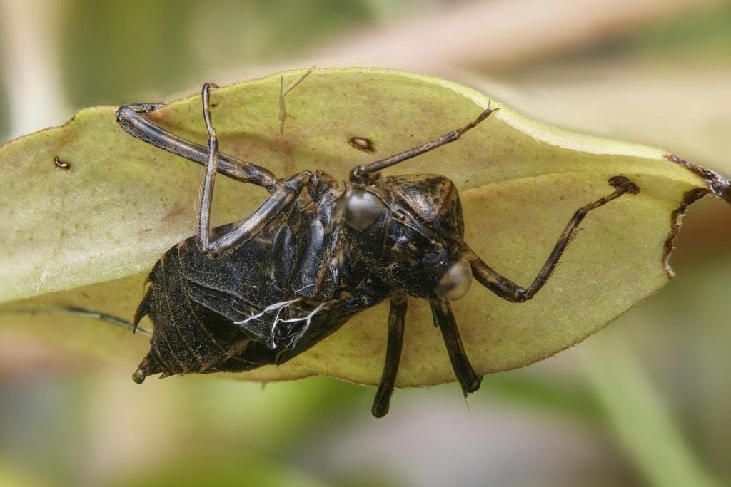 mouche signe de mort
