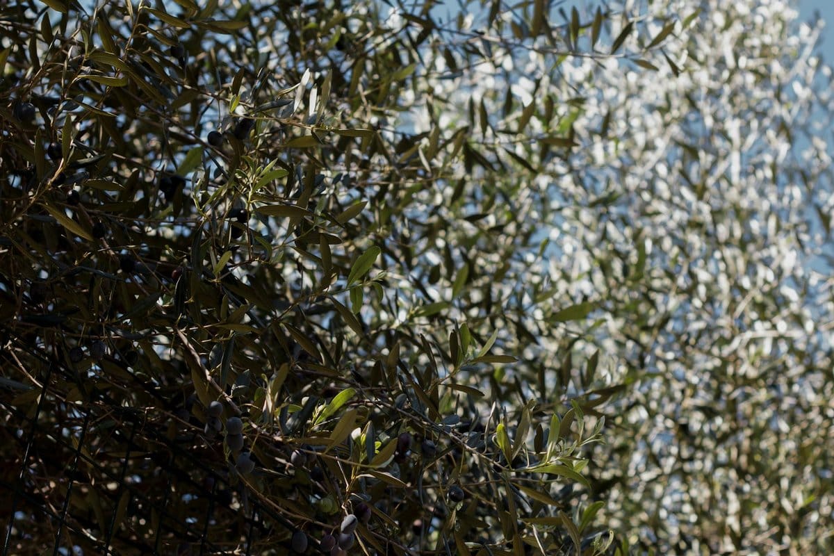 olivier perd ses feuilles