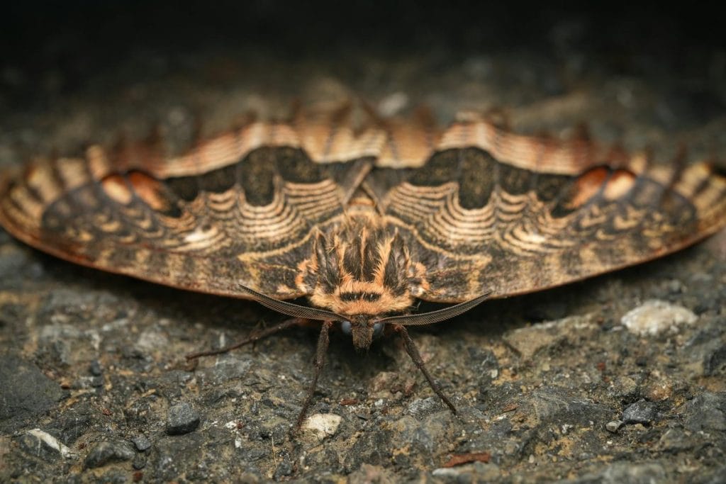 papillon de nuit dans la maison signification