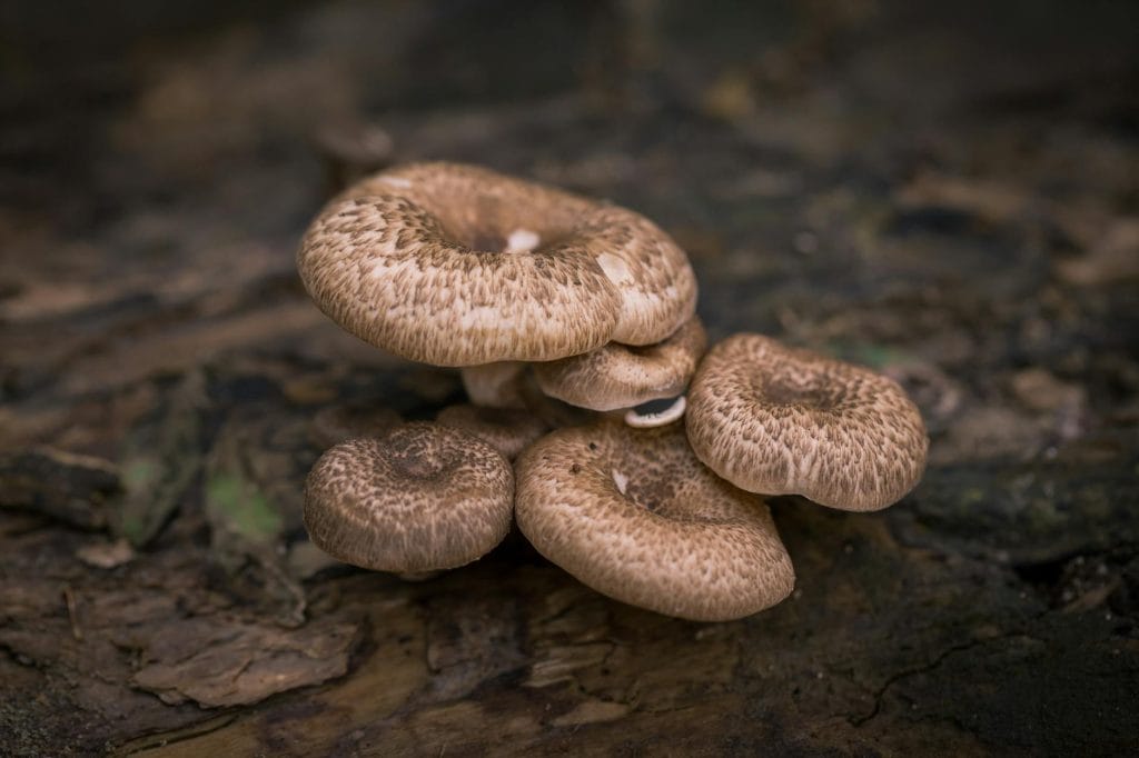 prunelle sauvage toxique