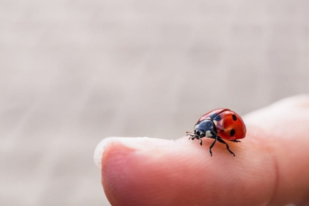 coccinelle dans une maison