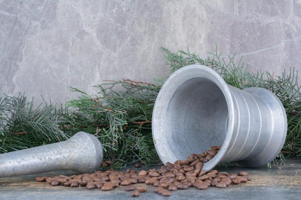 marc de café plante moucheron