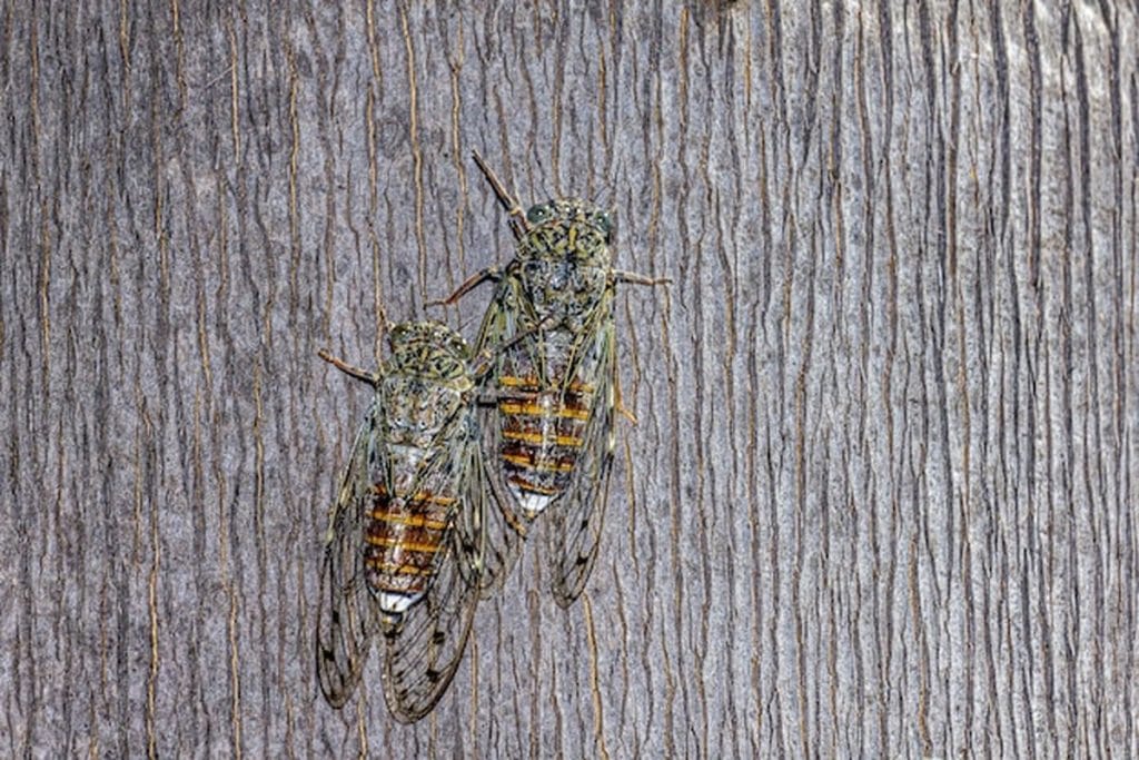 pince oreille maison