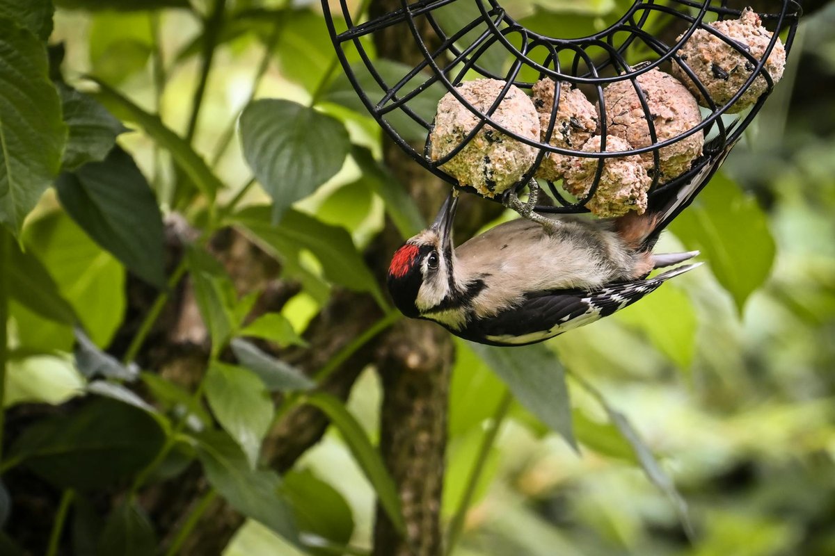 pivert dans le jardin signification