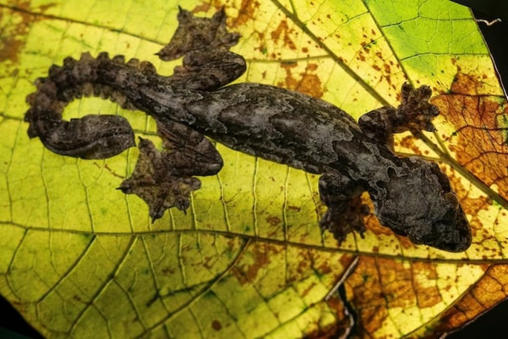 salamandre signification