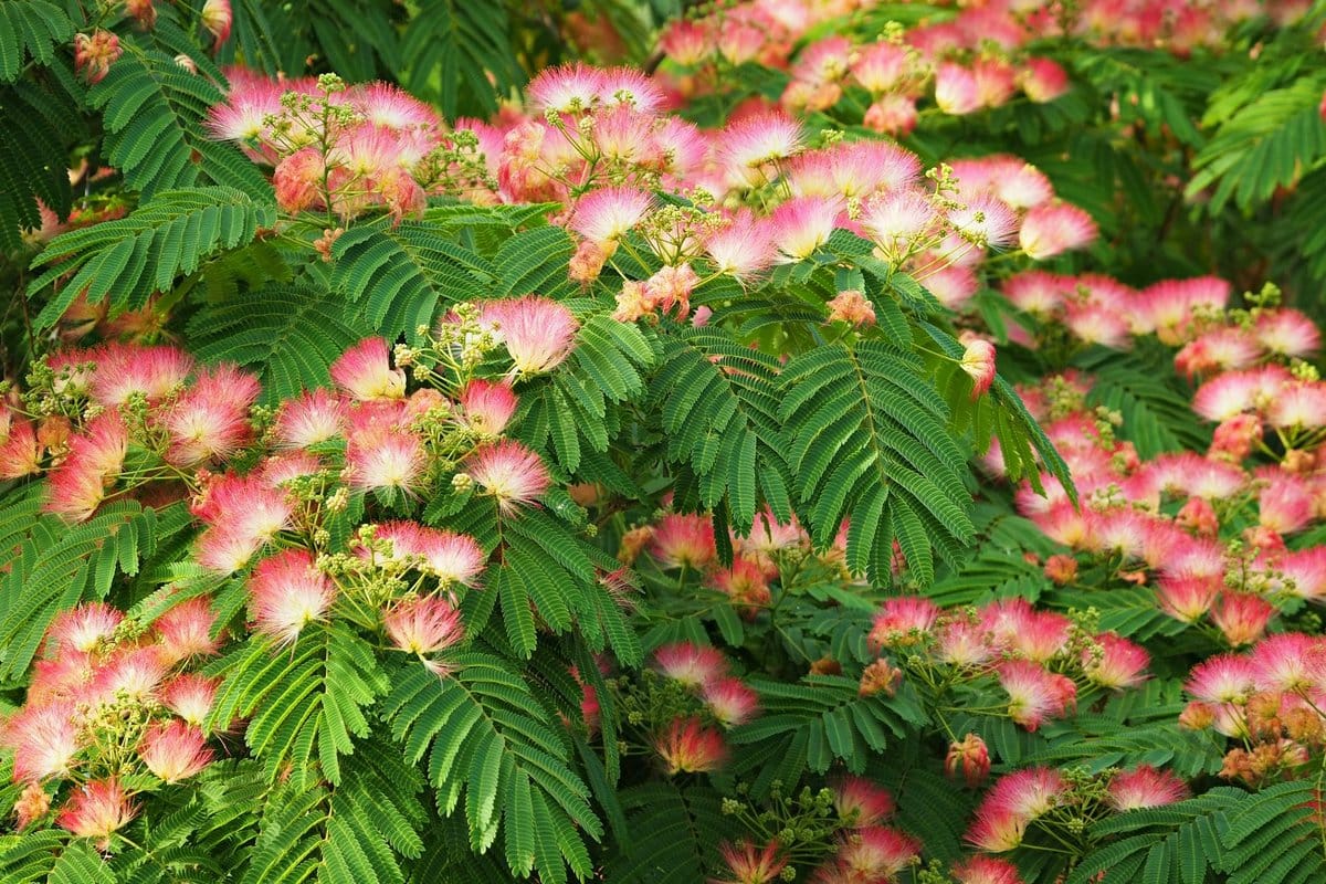 albizia inconvénient