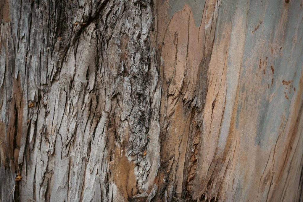 arbre eucalyptus danger