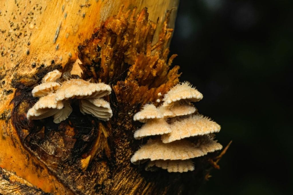 champignon ressemblant a la merule