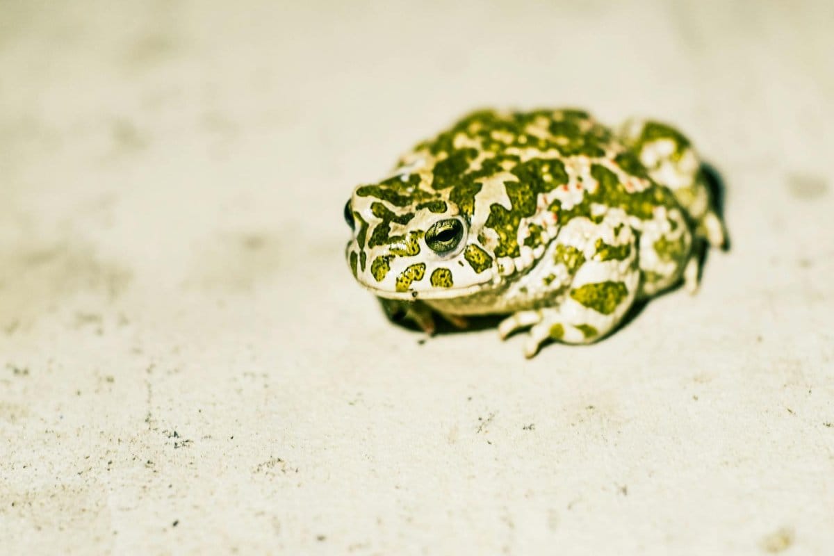 crottes de crapaud