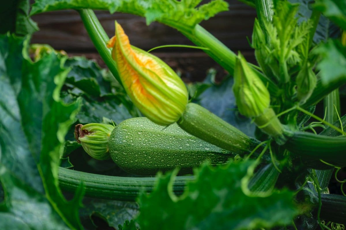 feuillage courgette