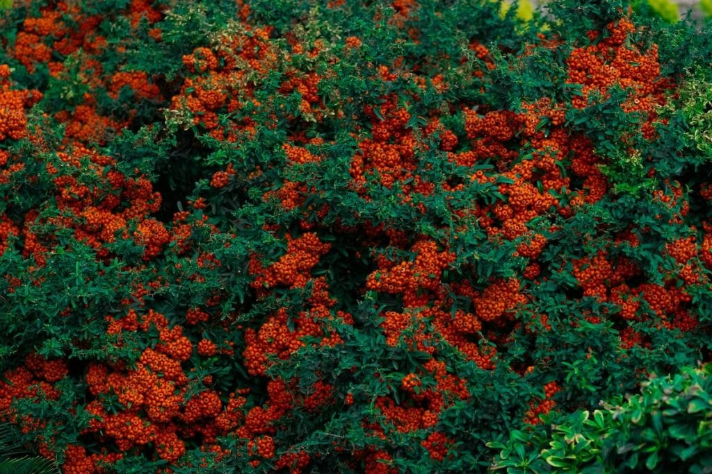 haie de pyracantha interdite