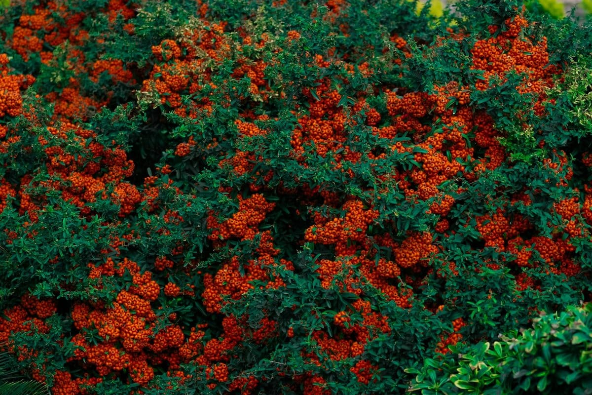 haie de pyracantha interdite
