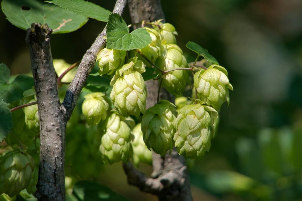 houblon sauvage