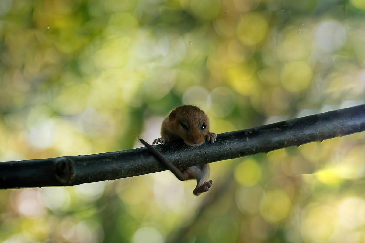 loir animal