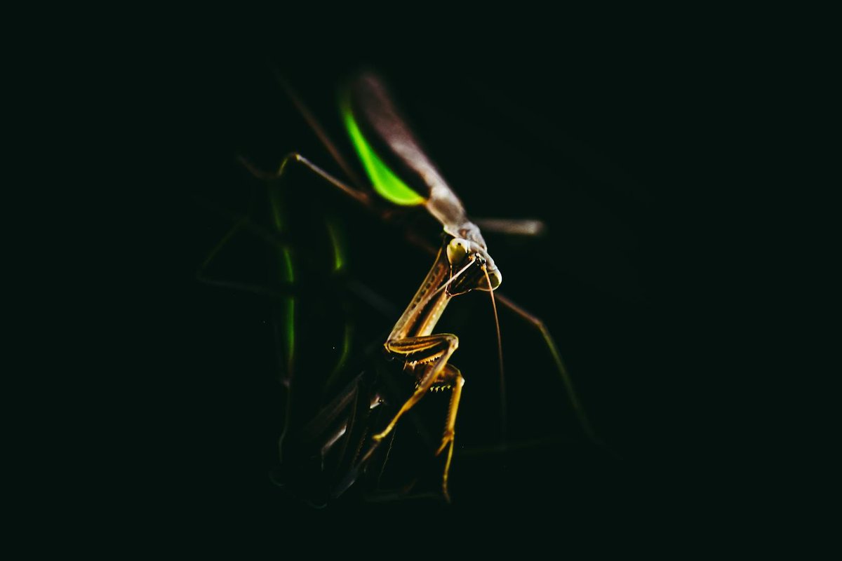 mantis