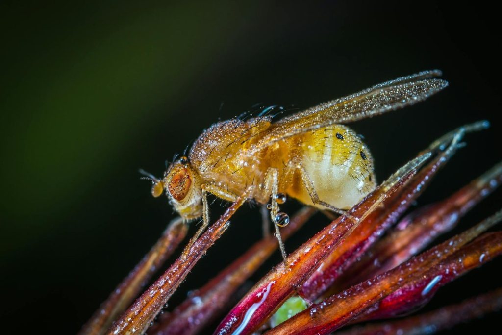 petite mouche d'humidité