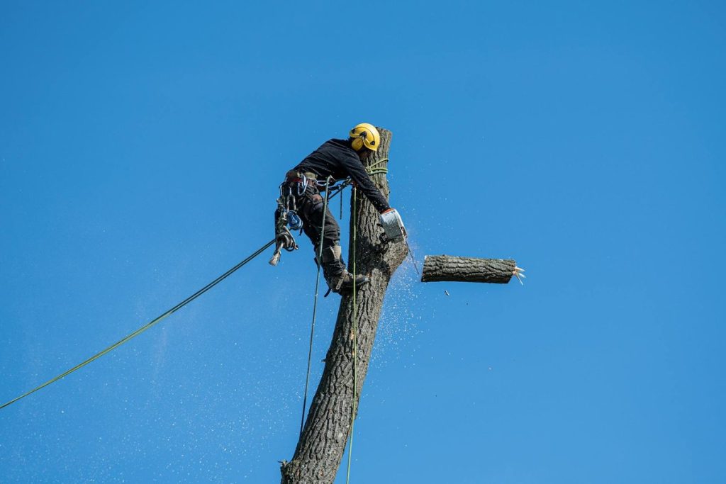 prix abattage arbre