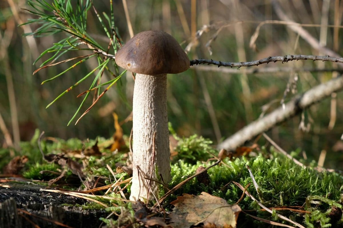 cèpes non comestibles photos