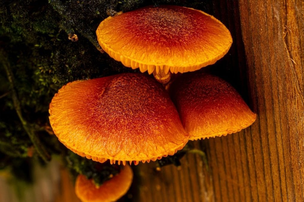 champignon orange sur bois mort