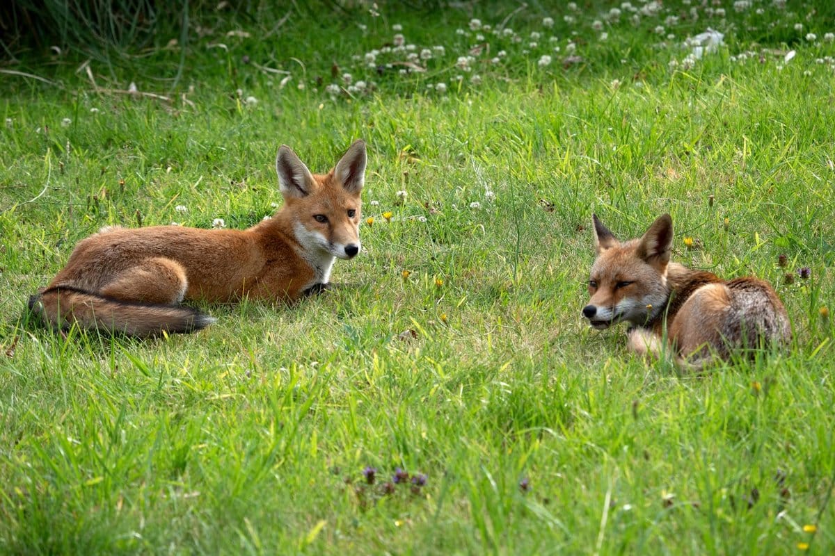 crottes renard
