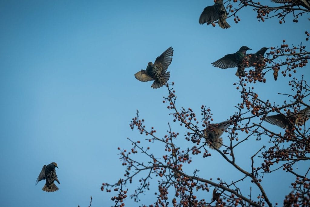 étourneau migration