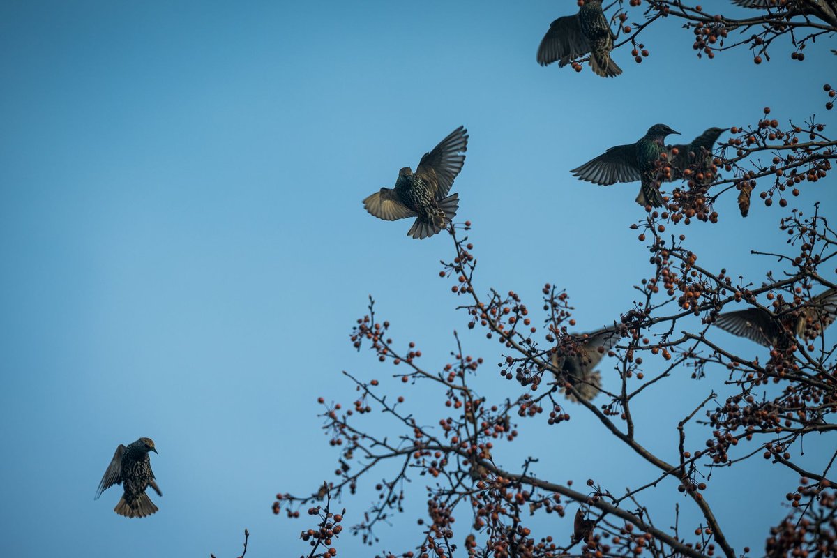 étourneau migration
