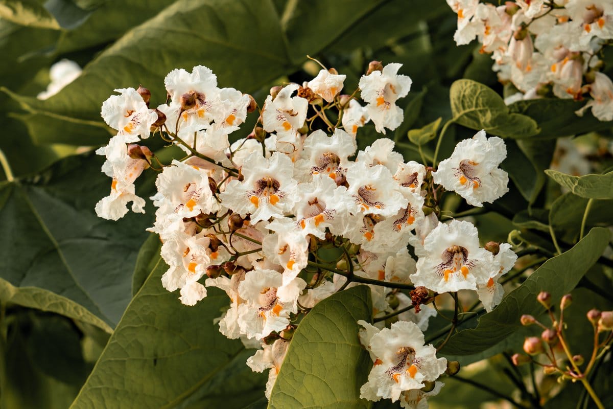inconvénients catalpa