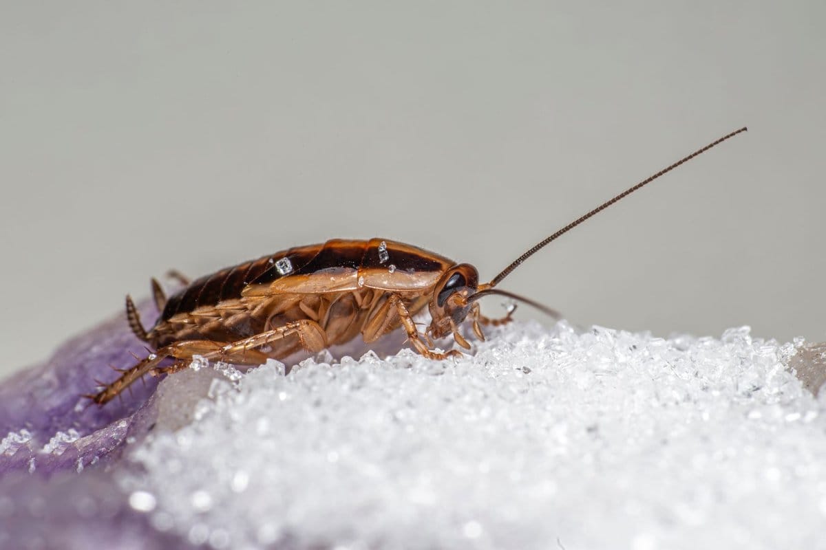 insecte ressemblant a une blatte