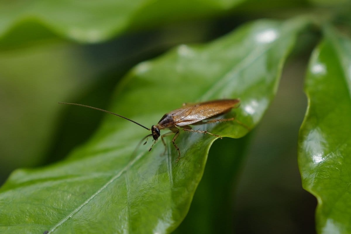 insecte ressemblant au cafard