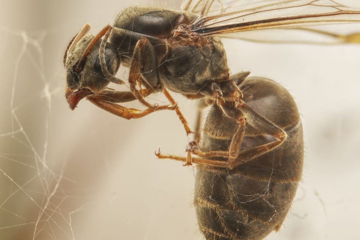 invasion de mouches signification