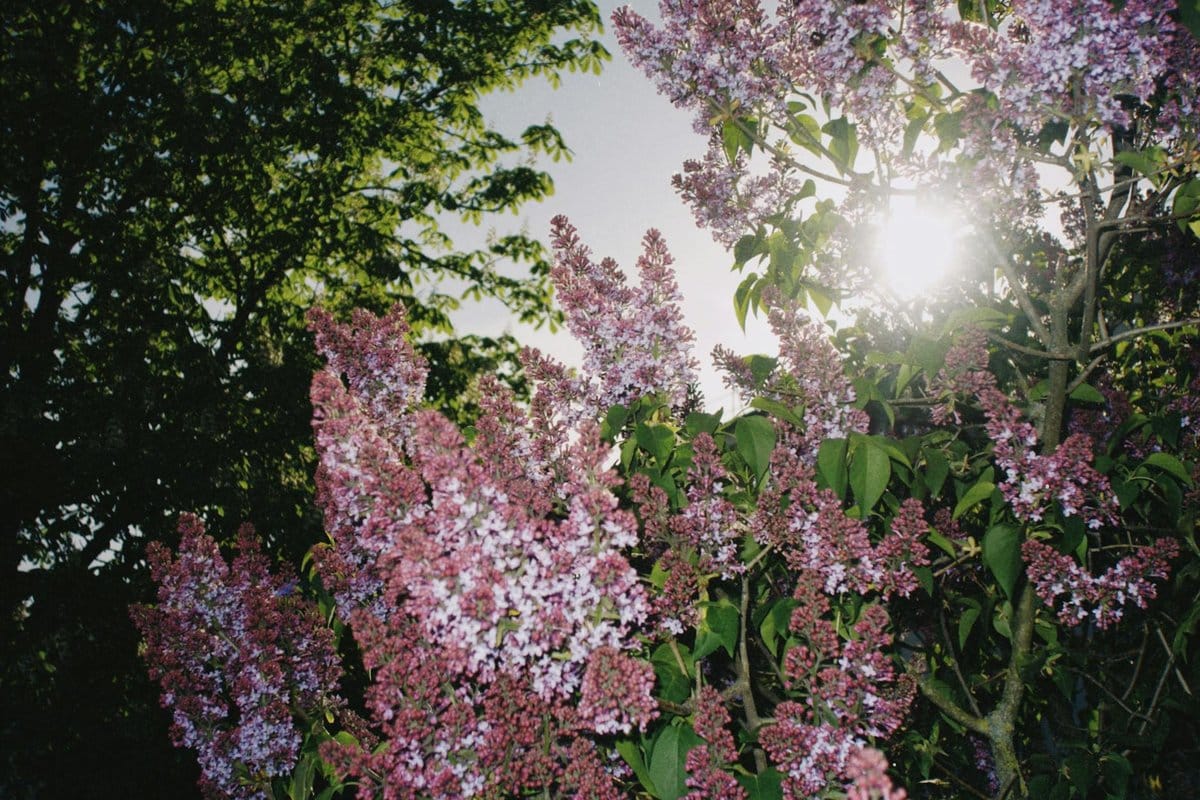 lilas du japon